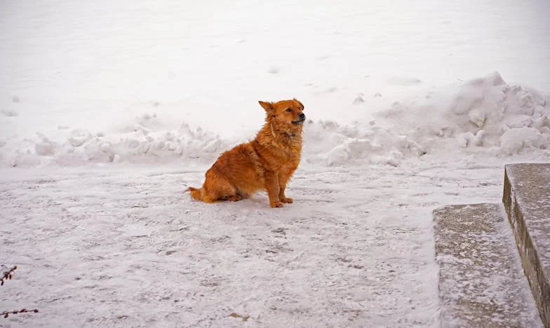 Ze keken naar de littekens op mijn hond… tot ze zagen wie er echt gebroken was in die wachtzaal