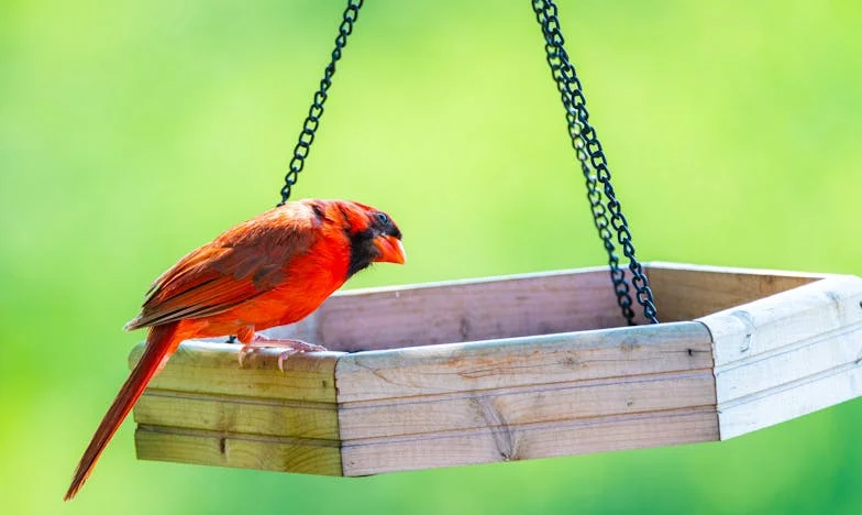 Hrnek rybízu – příběh o rodině, zradě a odpuštění