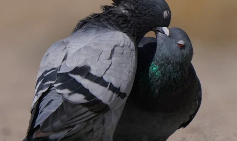 Když syn přestane volat: Příběh jedné matky a jejího ticha