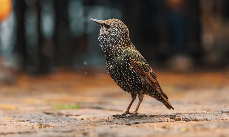 Když se zdi zhroutí: Příběh o rodině, tajemstvích a odpuštění