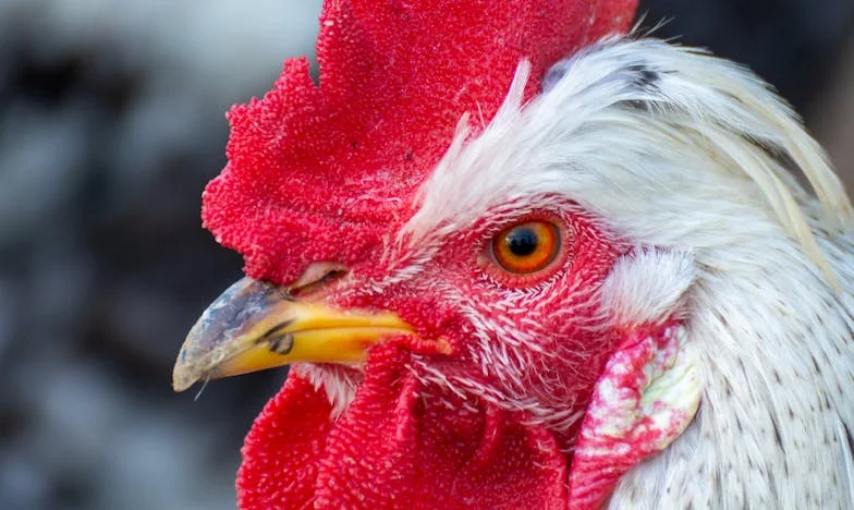 Deník v prachu: Pravda z podkroví, která mi změnila život