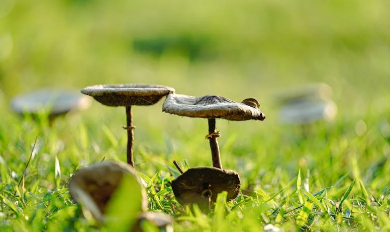 Deset let ticha: Když se Karel vrátil z nicoty, všechno se změnilo