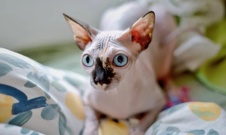 Drahý dárek, hořká pravda: Jak jsem řekla tchyni, že její dar nebyl to pravé