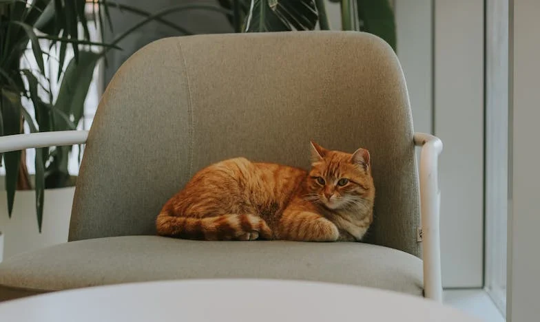 Jak jsem se naučila říkat 'ne' své tchyni: Příběh o hranicích a odvaze být sama sebou