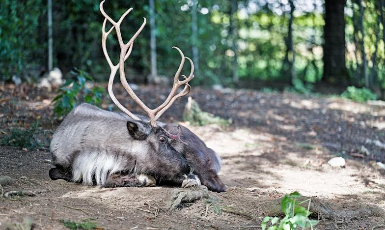 Jak jsem se snažila ochránit naše rodinné oslavy před nezvanými příbuznými