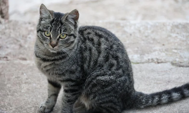 Jsem jen bankomat? Můj boj o úctu a lásku v rodině, kterou jsem roky živila