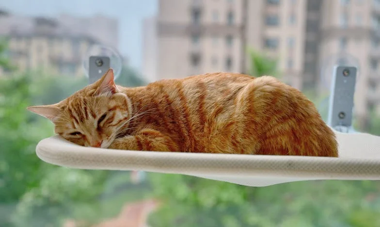 Když dítě nemá v batohu nic: Příběh paní Zdeny a její knihovnické naděje