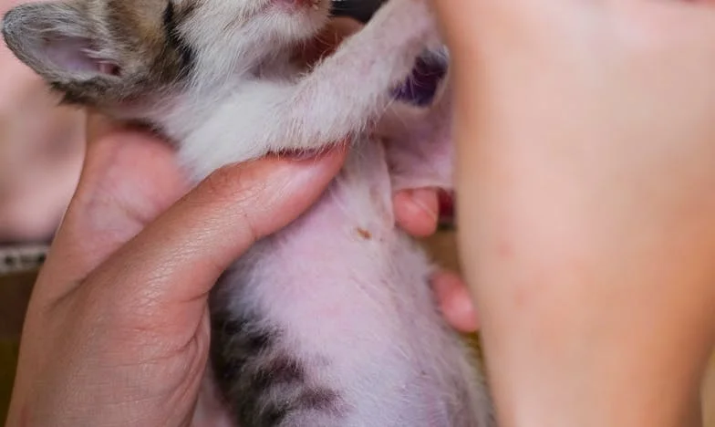 Když mi tchyně a švagrová ukradly budoucnost: Příběh Magdaleny z Brna