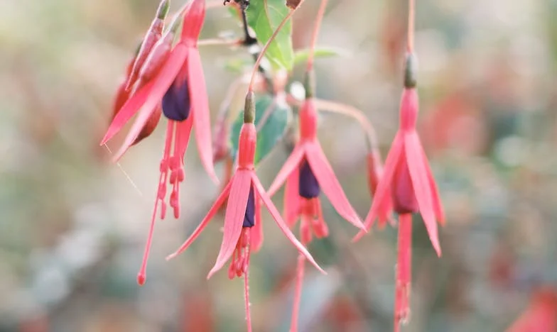 Když mi zemřel manžel a jeho děti mě vyhnaly z domova: Příběh o ztrátě, zradě a hledání nové síly