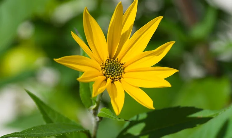 Když rodina překročí hranice: Boj o klidné Vánoce – Můj příběh o odvaze a zklamání