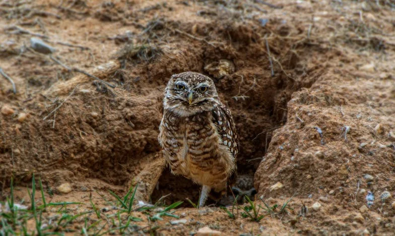 Mezi dvěma ohni: Příběh jedné tchyně