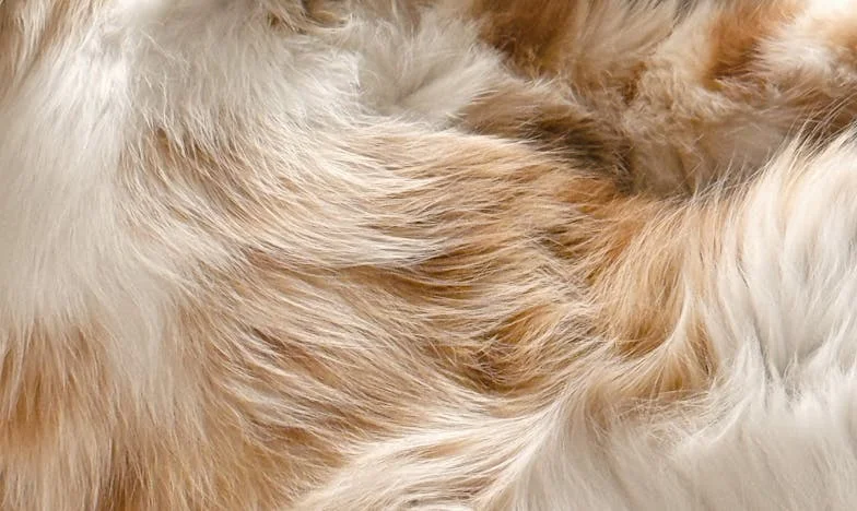 Návrat domů: Příběh jedné matky, která hledá své místo