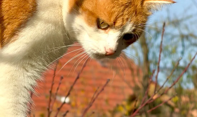 Pozvala jsem bývalou snachu domů – teď je mi syn cizí. Může člověk přijít o vlastní dítě kvůli dobrotě?