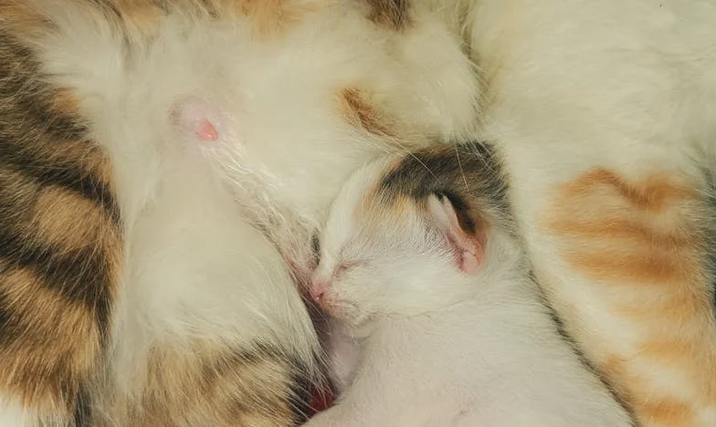 Vánoce, které roztrhly naši rodinu: Příběh o dárku, který zanechal jizvy