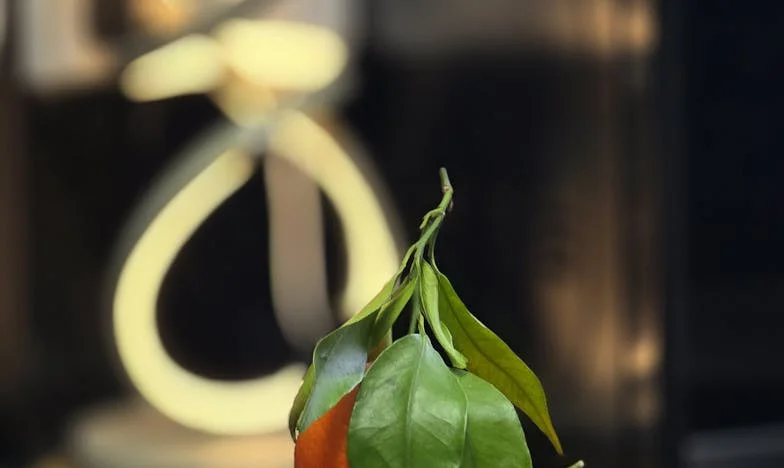 Když domov přestane být domovem: Můj boj o rodinu a sebe sama