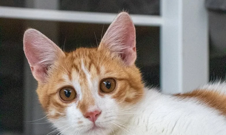 „Mám jen jedno vnouče!“: Příběh o tom, jak tchyně odmítla přijmout mého syna z prvního manželství