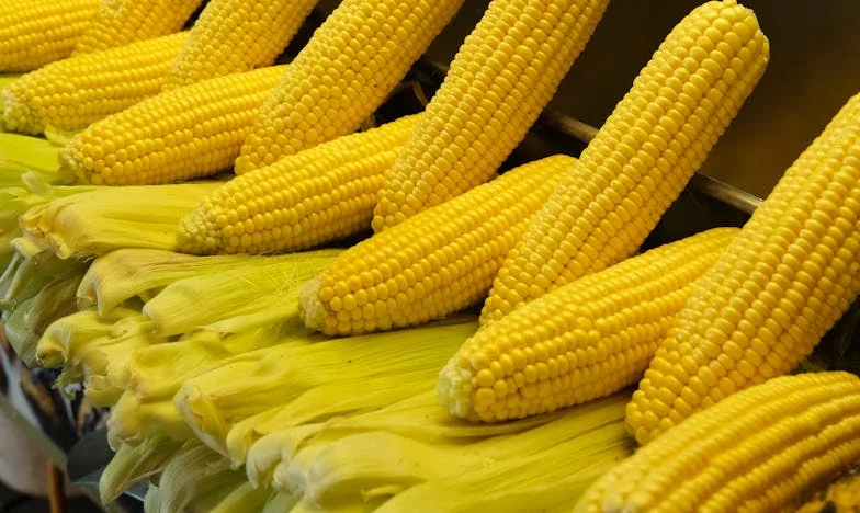 Myslela jsem, že jsem konečně našla rodinu – ale pravda byla jiná