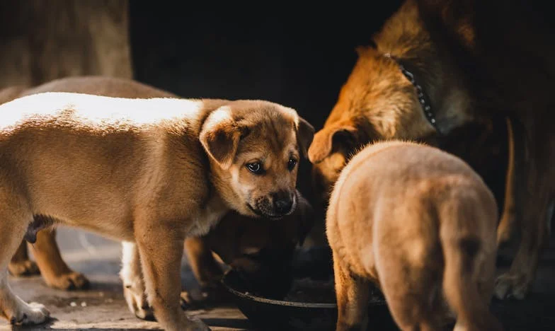 „Nejsou to moje vnoučata.” Jak jedno slovo rozbilo naši rodinu