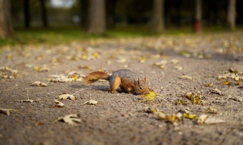 Odešla jsem z domova: Příběh ženy, která se rozhodla žít