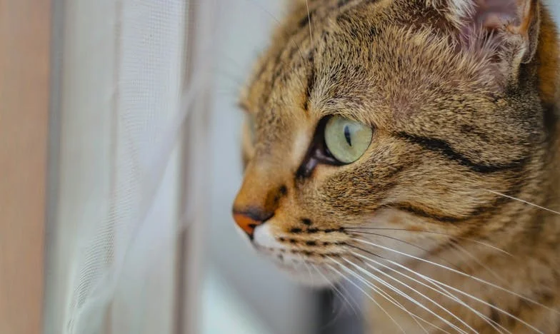 Země se mi propadá pod nohama: Příběh zrady a znovuzrození