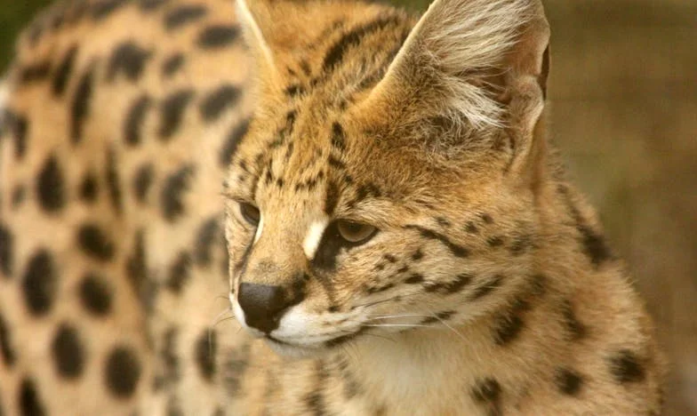 „Ta žena vypadá přesně jako tvoje zmizelá matka,“ řekla moje snoubenka. A já ztuhl na místě.