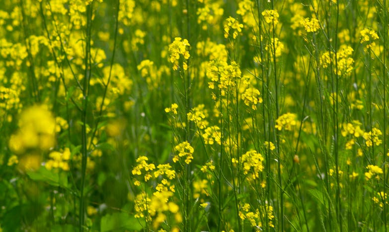 „Jestli tenhle vrak opravíš, je tvůj,“ zasmál se boháč. Ale konec ho umlčel.