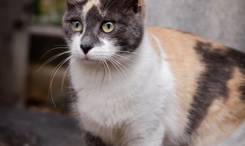 Když se babička ztratí ve vlastním životě: Příběh Marie z Jižního Města