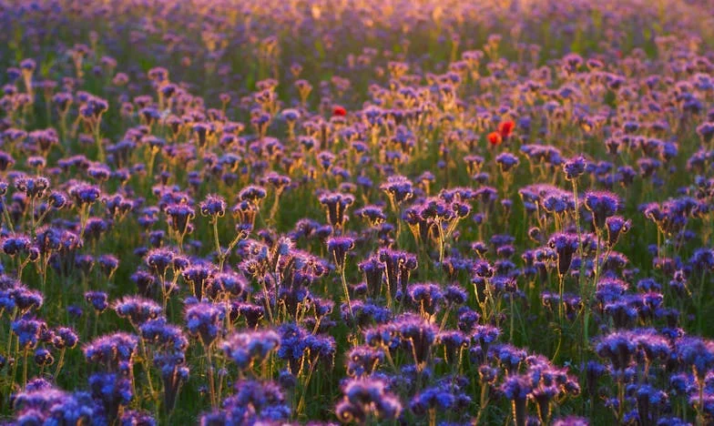 Potřebuji manžela a ty silnou dceru – Vdova z Vysočiny a zápasník z Chodska