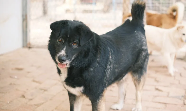 Štědrovečerní zázrak mezi odpadky: Příběh Tomáše a malé Aničky
