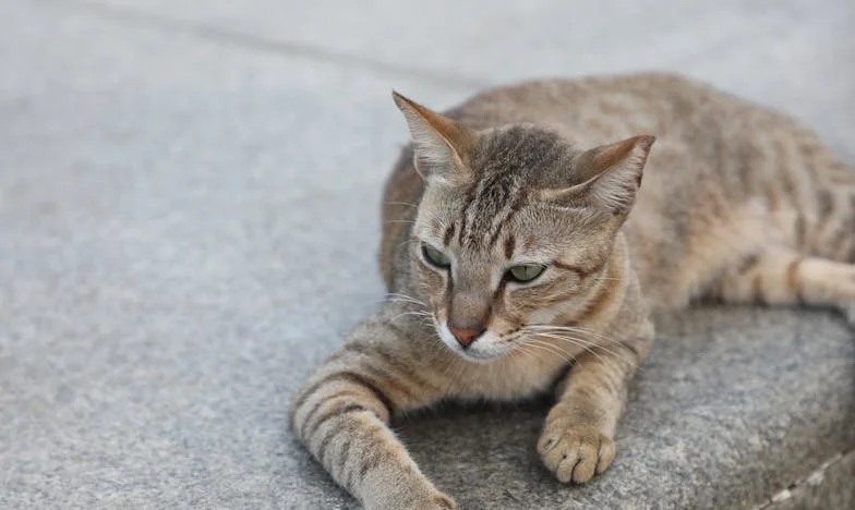 Stíny nad Vltavou: Příběh o ztrátě a odpuštění