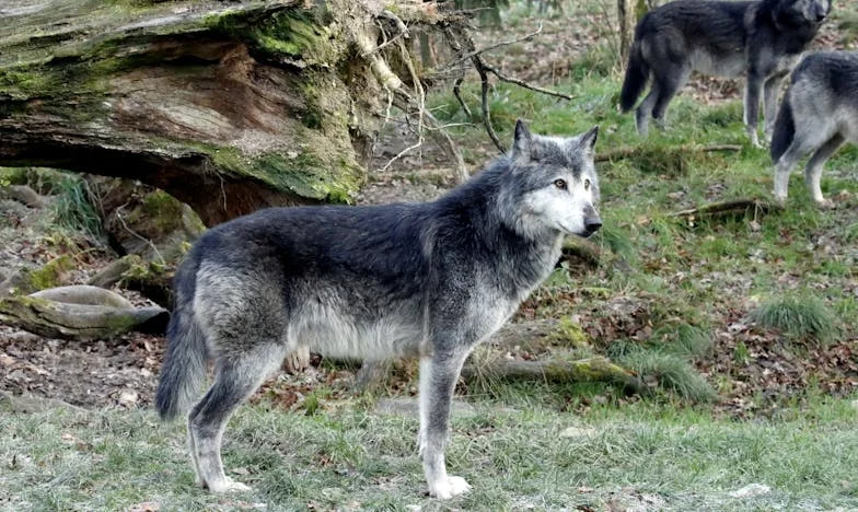 Máma, přestěhuj se k nám! – Příběh o samotě a rodinných očekáváních