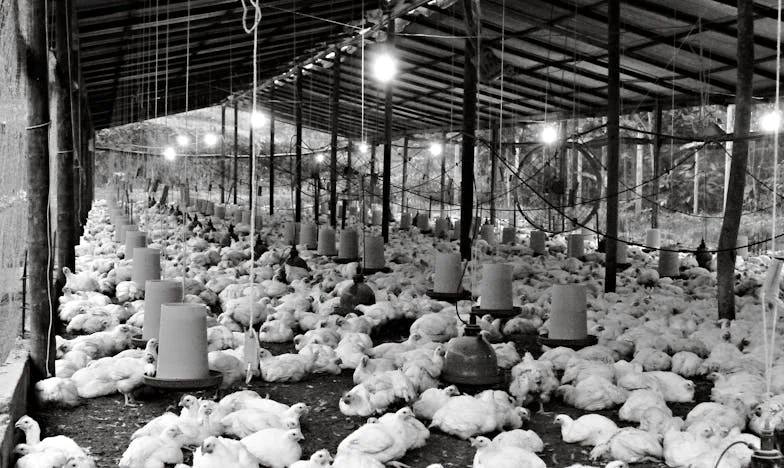 Twój kot hałasuje za bardzo! – Opowieść o sąsiedzkiej wojnie i rodzinnych sekretach
