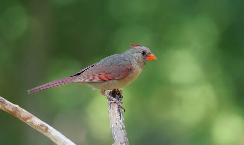 „Mama, on chce się pożegnać” – Jak zdrada męża roztrzaskała moje życie i jak próbowałam odnaleźć siebie na nowo