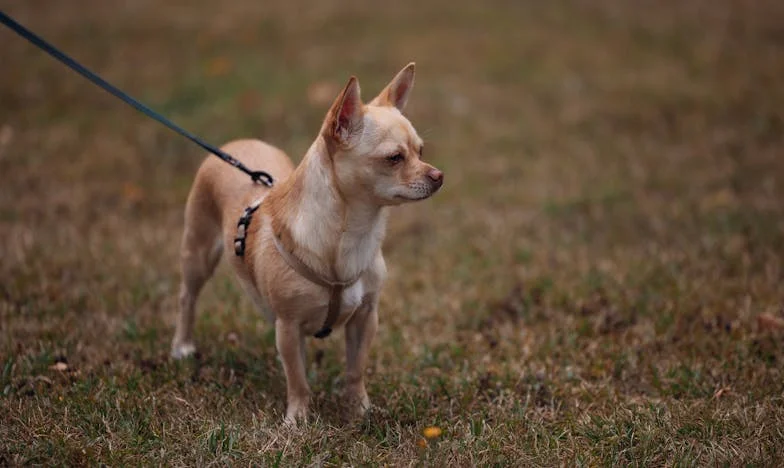 Między dwoma domami: Czy naprawdę potrzebuję ich tak blisko?