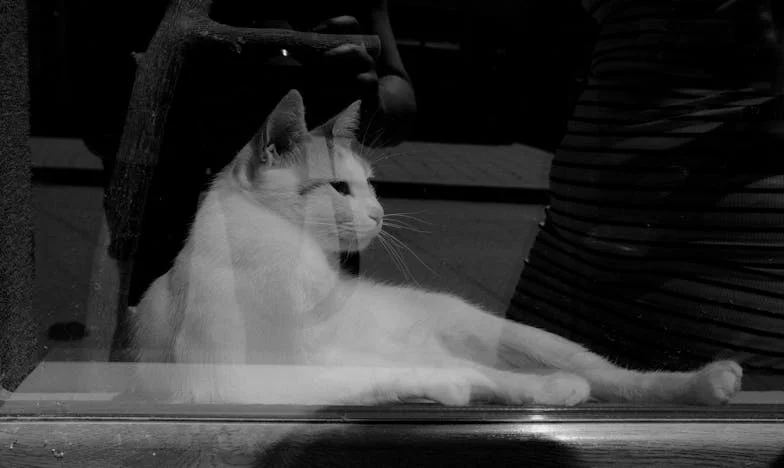 Między dwoma domami: Historia Kasi, Mateusza i małego Tymona