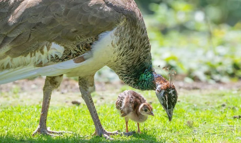 Oddalenie: Kiedy moje córki oddalają się po rozwodzie