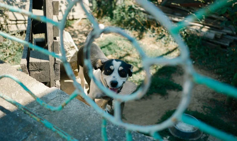 Przepowiednia, która zmieniła moje życie: Opowieść o rodzinnych tajemnicach i cenie przeznaczenia