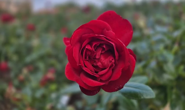 Byłam z nim do ostatniego tchnienia, a jego dzieci wyrzuciły mnie jak obcą – historia Marii i Antoniego