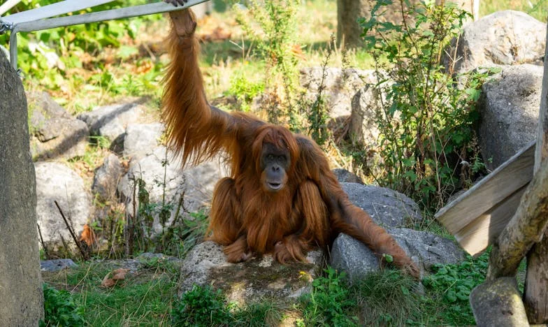 Cwaniak, który wymyślił, jak znaleźć rodzinę, omijając prawo