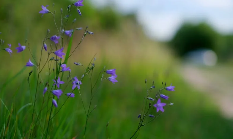 Kiedy dom przestaje być domem: Historia o zdradzie, samotności i nowym początku