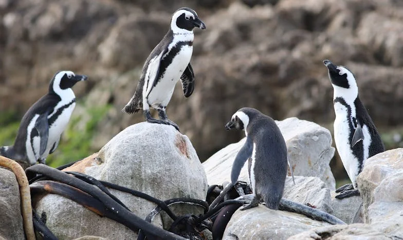 Kto sprytem wojuje: jak intryga prawie zniszczyła dwie rodziny