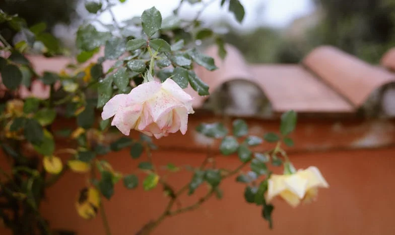 Między Miłością a Poświęceniem: Historia Pewnej Synowej