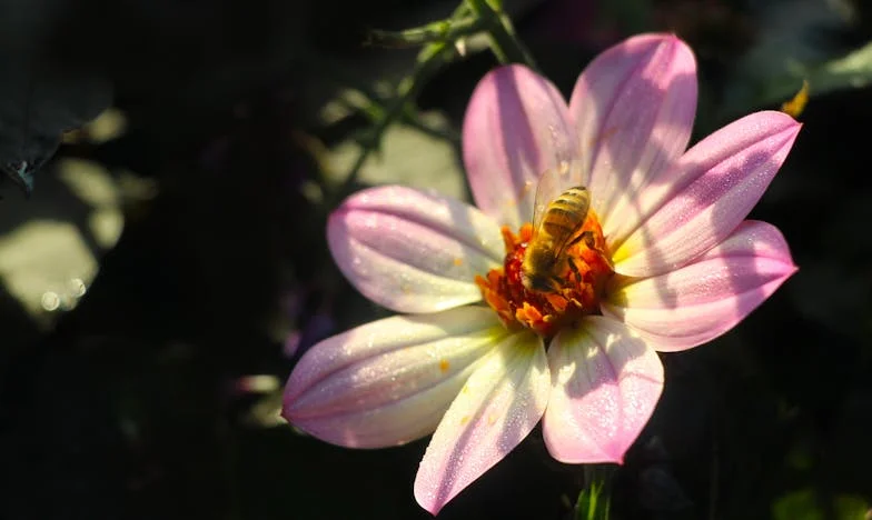 Miłość po pięćdziesiątce – cena za marzenia