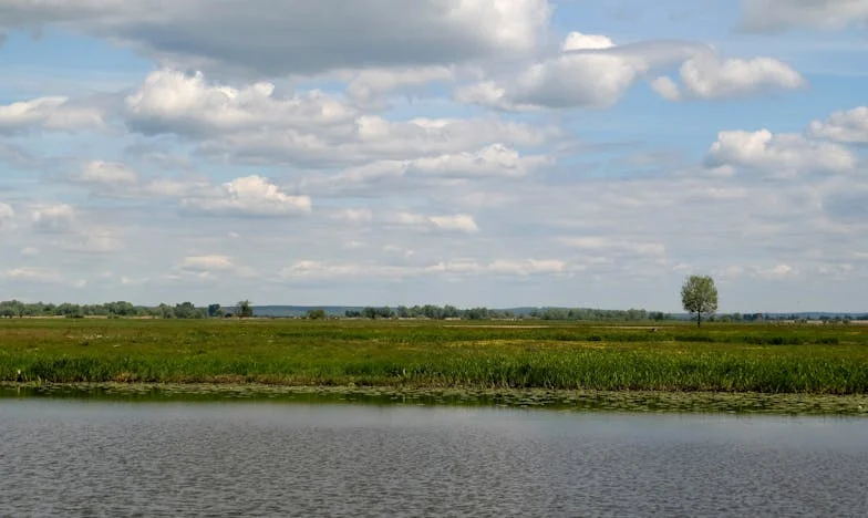 Moja mama oddała mojego psa do schroniska za moimi plecami: "Lepiej byłoby, gdybyś miała dziecko!"