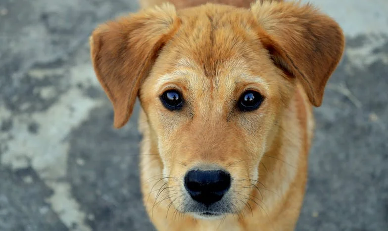 Moja teściowa chce wyjść za mąż — a nasza rodzina się rozpada. Czy można pogodzić miłość i lojalność?