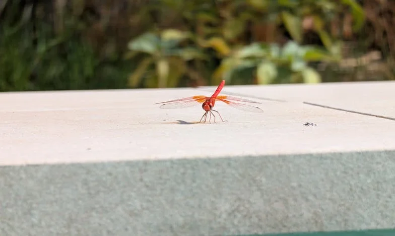 Na klatce schodowej między nadzieją a rozpaczą: Ucieczka od tyrana