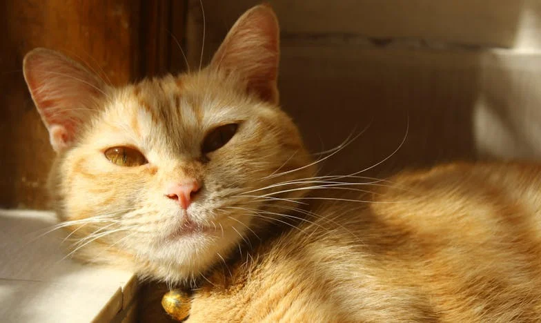 Niech dziecięcy uśmiech pokona łzy mojej synowej!