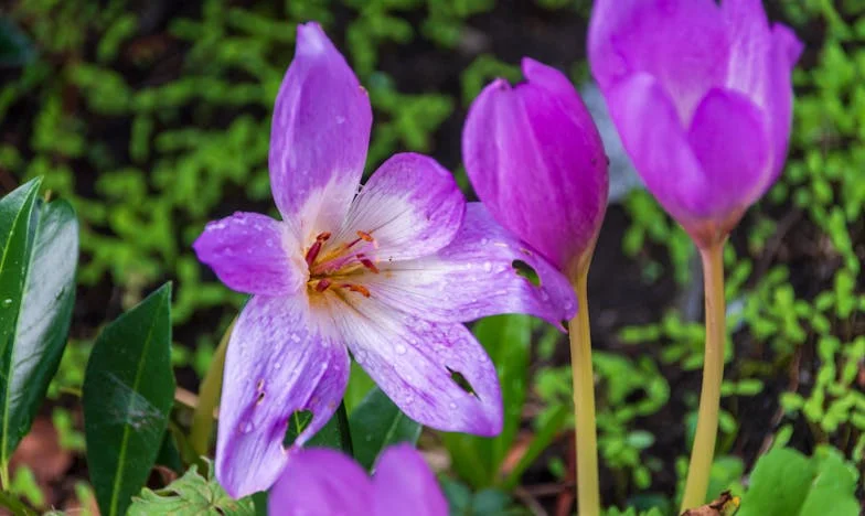 Nieważka ciężkość: Historia Miłosza