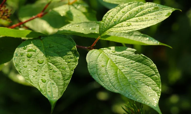 Nowy początek o zachodzie lata: Opowieść o odwadze, stracie i przebaczeniu
