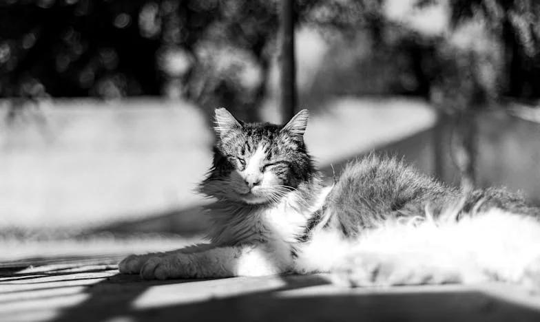 Sama przeciwko wsi: Moja walka o godność jako samotna matka w małej polskiej społeczności